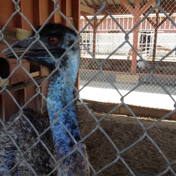 Montebello Barnyard Zoo - Montebello Barnyard Zoo in Montebello (9/7/14) - Petting Zoos Near Me - Montebello, California Montebello Barnyard Zoo - Montebello Barnyard Zoo in Montebello (9/7/14) - Petting Zoos Near Me - Montebello, California