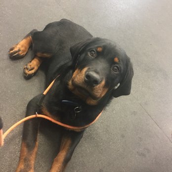 Anything Is Pawzible - So calm at class - Pet Training Near Me - Chicago, Illinois Anything Is Pawzible - So calm at class - Pet Training Near Me - Chicago, Illinois