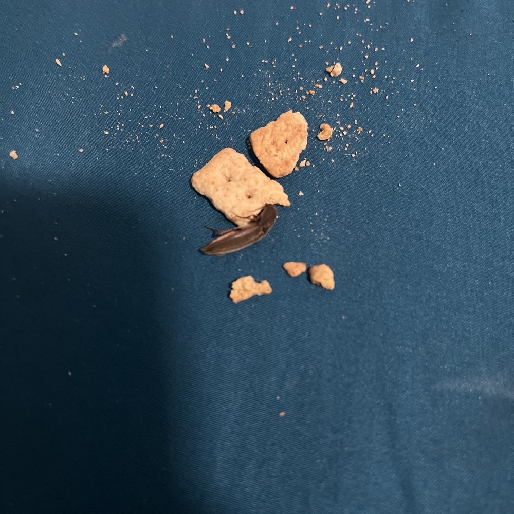 Whataburger - A cockroach. - Burgers Near Me - Houston, Texas