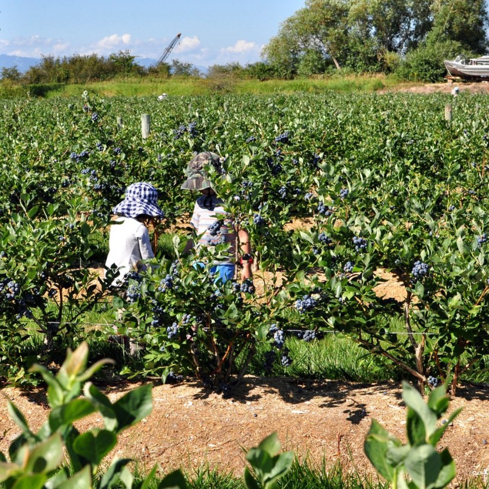 Emma Lea Farms - Fruits & Veggies Near Me - Delta, British Columbia
