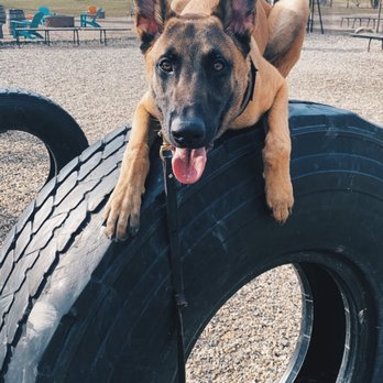 Focus K9 - Pet Training Near Me Focus K9 - Pet Training Near Me