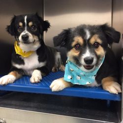 colette's pet salon & paw spa