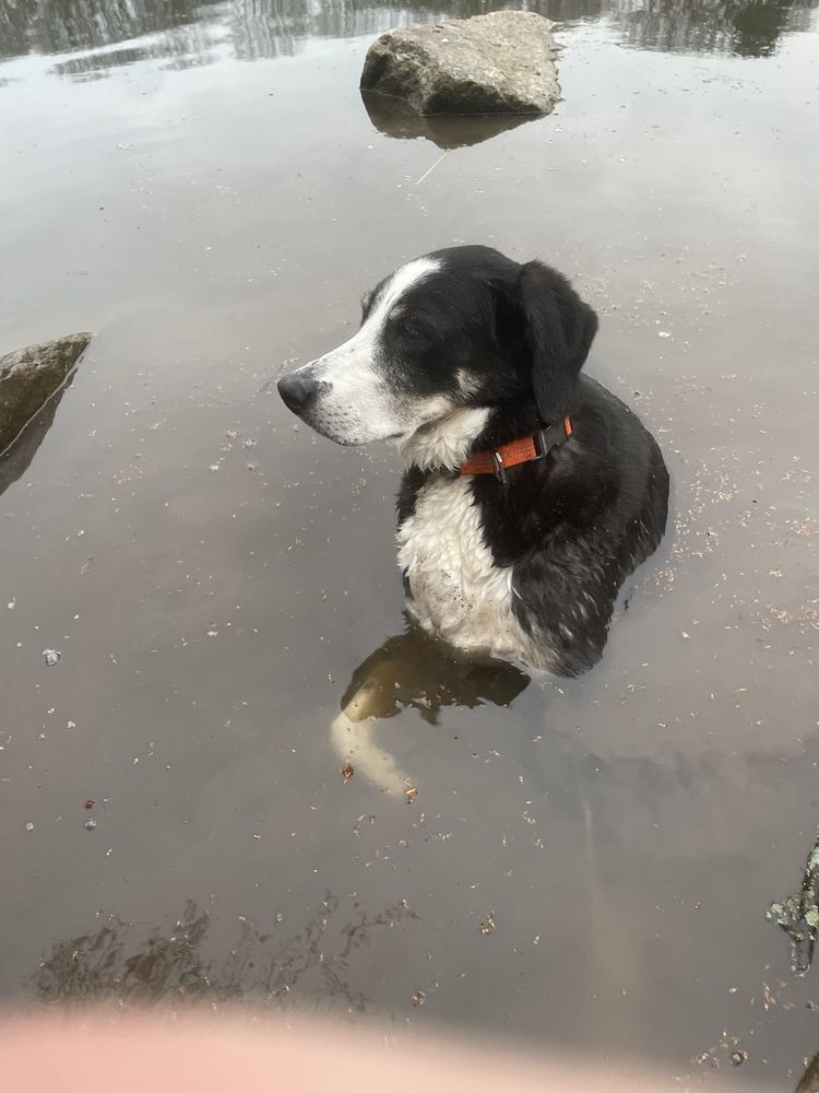 Prospect Park Dog Run