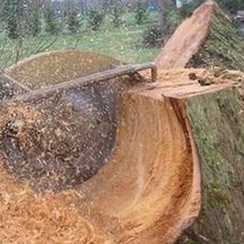 Tree Care - Tree Services Near Me - Wayne, New Jersey Tree Care - Tree Services Near Me - Wayne, New Jersey