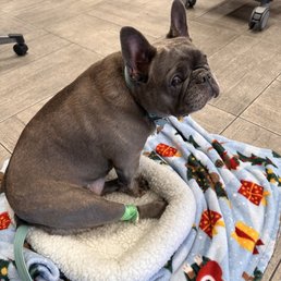 Blanche hanging out waiting for her bloodwork results Blanche hanging out waiting for her bloodwork results