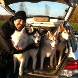 Miller Animal Care, LLC - AJ with Sitka, William Tell, Daisy and Kenai. Heading out to play.