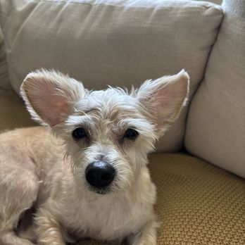 Lara's Doggy in the Window - Pet Groomers Near Me - Long Beach, California