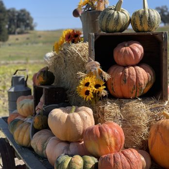 River K Pumpkin Patch & Corn Maze - Pumpkin Patches Near Me - Paso Robles, California River K Pumpkin Patch & Corn Maze - Pumpkin Patches Near Me - Paso Robles, California