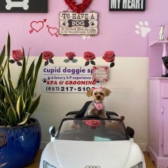 Cupid Doggie Spa - Tippie @ Cupid Doggie Spa - Pet Groomers Near Me - La Habra, California Cupid Doggie Spa - Tippie @ Cupid Doggie Spa - Pet Groomers Near Me - La Habra, California
