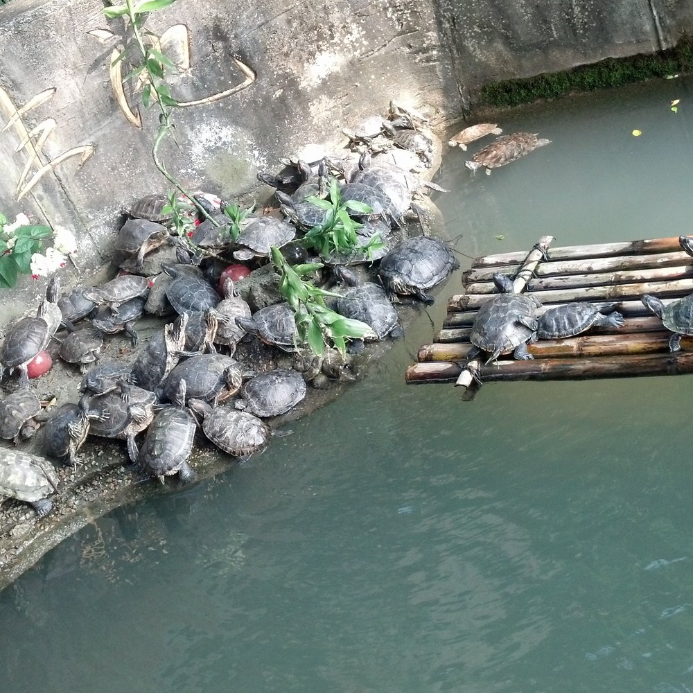 萬佛寺 - Turtles! - Buddhist Temples Near Me - Hong Kong, HK