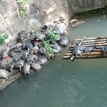 萬佛寺 - Turtles! - Buddhist Temples Near Me - Hong Kong, HK