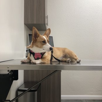 Van Nuys Veterinary Clinic - Luna being a good girl waiting for her fave vet Dr. Oh! - Veterinarians Near Me - Van Nuys, California