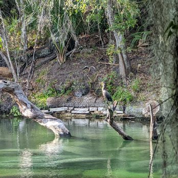 Blue Spring State Park - I love visiting this place and have done so many many times! - Parks Near Me - Orange City, Florida Blue Spring State Park - I love visiting this place and have done so many many times! - Parks Near Me - Orange City, Florida