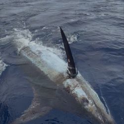 Humdinger Sportfishing