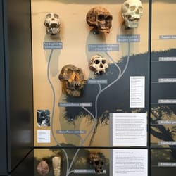 Lapworth Museum of Geology - Ancestors