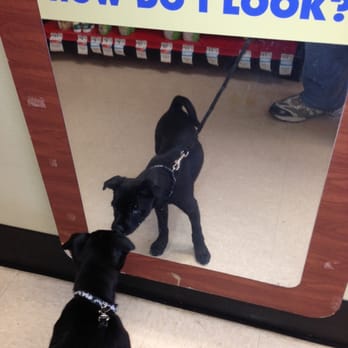 Petco - The Mirror in the Grooming Area, I believe this is the 1st time my Puppy had ever saw herself !! - Pet Stores Near Me - Bremerton, Washington Petco - The Mirror in the Grooming Area, I believe this is the 1st time my Puppy had ever saw herself !! - Pet Stores Near Me - Bremerton, Washington