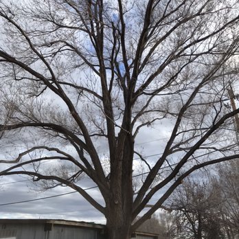American Tree Services - Tree Services Near Me