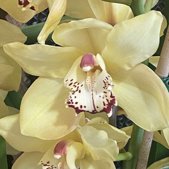 Earl Warren Showgrounds - International Orchid Show Santa Barbara March 3/23 - Venues & Event Spaces Near Me - Santa Barbara, California