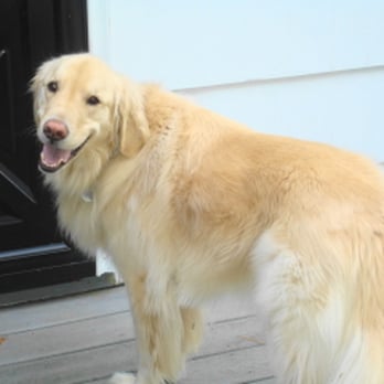 Wagging Tails Dog Walking & Pet Sitting Services - Pet Training Near Me - Berkeley Heights, New Jersey Wagging Tails Dog Walking & Pet Sitting Services - Pet Training Near Me - Berkeley Heights, New Jersey