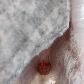 The Dog Pawlor - Pet Groomers Near Me - San Jose, California