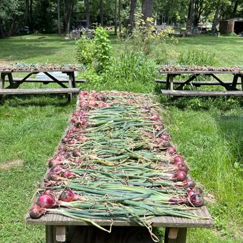 Innisfail Farm - Onions - Farms Near Me - Fairfax Station, Virginia Innisfail Farm - Onions - Farms Near Me - Fairfax Station, Virginia