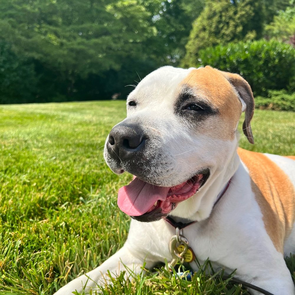 Buds - Dog Walkers Near Me - Wayne, Pennsylvania