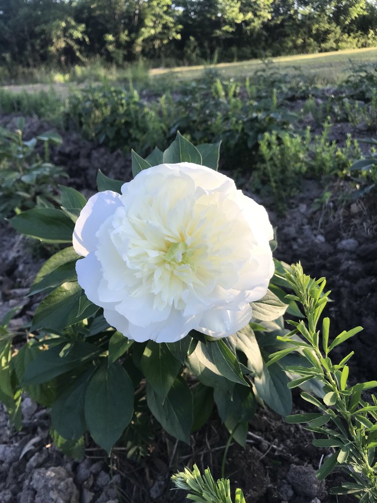 BEECH RIDGE PEONIES Updated May 2024 3246 Beech Ridge Rd, Belhaven