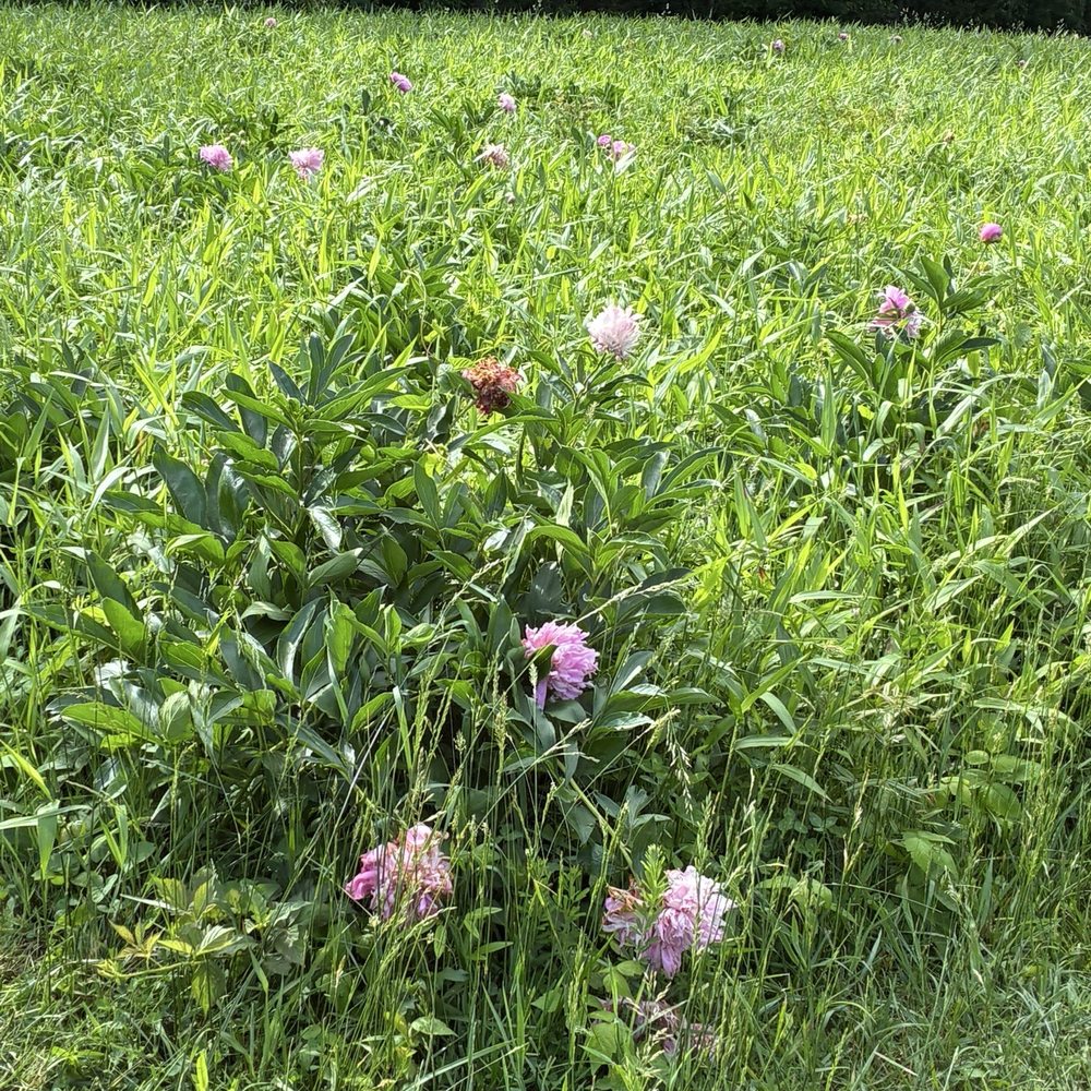 Schwartz Peony Garden - Botanical Gardens Near Me - Gaithersburg, Maryland Schwartz Peony Garden - Botanical Gardens Near Me - Gaithersburg, Maryland
