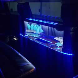 Amber Limousine