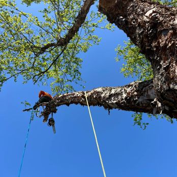 A Cut Above Tree Experts - a man on a rope - Tree Services Near Me - Glenelg, Maryland