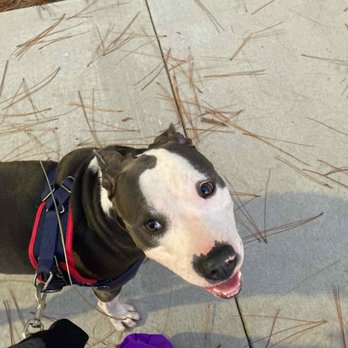 N.O.D.S.S. - Client: Lena on a walk at NFCU park. Tag wagging and all smiles - Pet Boarding Near Me N.O.D.S.S. - Client: Lena on a walk at NFCU park. Tag wagging and all smiles - Pet Boarding Near Me