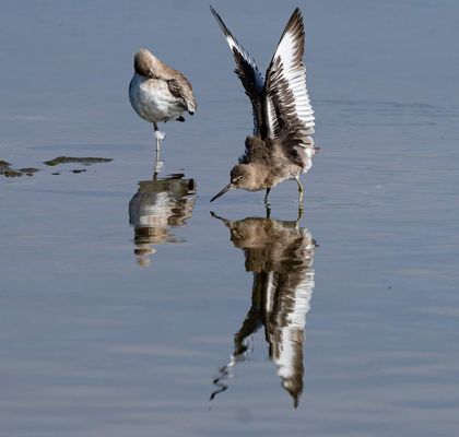 Bolsa Chica Ecological Reserve by null