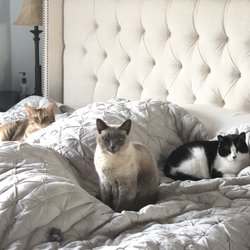 Kathy's K9 & Kat Kare - The Kits