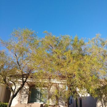 Acs Maintenance Tree Removal - General Maintenance Tree Trimming - Tree Services Near Me Acs Maintenance Tree Removal - General Maintenance Tree Trimming - Tree Services Near Me