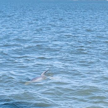 Cetacean Cruises - More dolphins! - Sailing Near Me - Orange Beach, Alabama