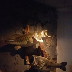 HOMER'S TAXIDERMY - Black bass done by Homer's Taxidermy in Ennis Tx