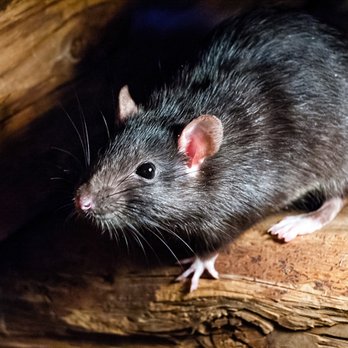 Pest Pros - Pest Control Near Me - Tacoma, Washington Pest Pros - Pest Control Near Me - Tacoma, Washington