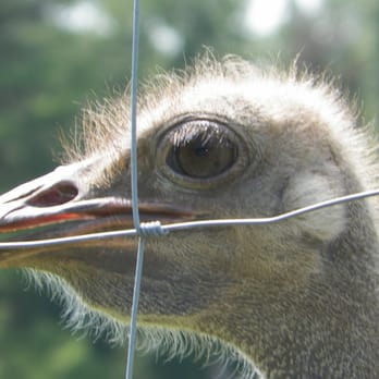 Plumpton Park Zoo - Zoos Near Me - Rising Sun, Maryland