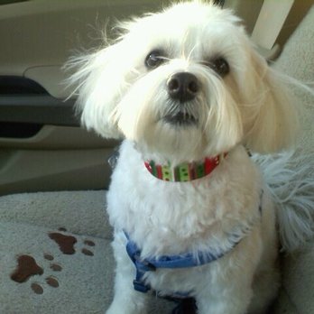Tiny Tails - Mickey after his Christmas haircut from Tiny Tails - Pet Groomers Near Me - Brooklyn, New York Tiny Tails - Mickey after his Christmas haircut from Tiny Tails - Pet Groomers Near Me - Brooklyn, New York