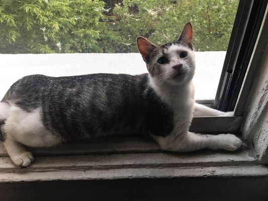 Best Friends Pet Adoption Center by null