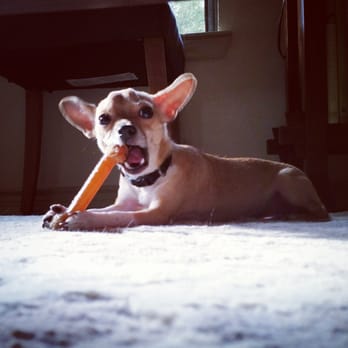 Pink Paw Pet Sitting - Pet Sitting Near Me Pink Paw Pet Sitting - Pet Sitting Near Me