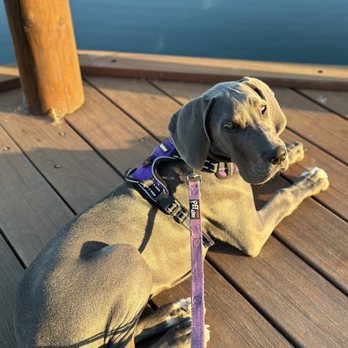 Bee Positive Dog Training - Pet Training Near Me