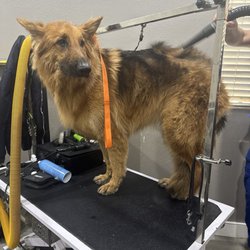MYG Grooming - My dog super afraid and dehydrated.
