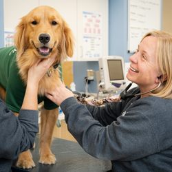 Veterinary Specialists of Birmingham - Dr. Alverson performing an exam on a Golden Retriever patient