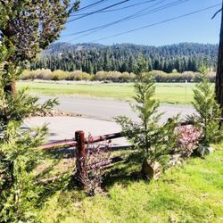 Moonridge Garden & Gift Shop - These 3 trees and 2 flowering shrubs are thriving!