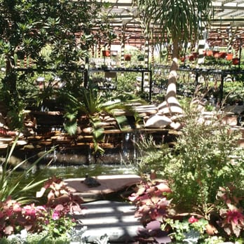 Star Nursery Visit Now 109 Photos 103 Reviews Nurseries Star Nursery Visit Now 109 Photos