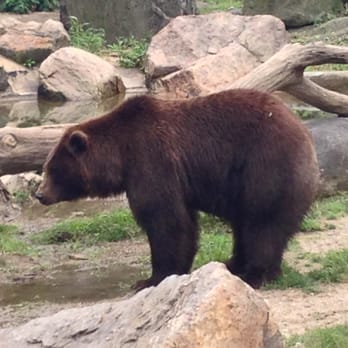 Bronx Zoo - Brown Bear - Zoos Near Me - Bronx, New York