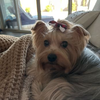 Pixie Sticks Dog Boutique - Zoey - Pet Groomers Near Me - Gilbert, Arizona