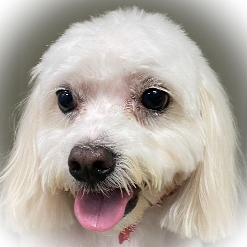 BOSS THE PET CONNECTION 104 Photos & 19 Reviews 6601 Boynton Beach Blvd, Boynton Beach, FL