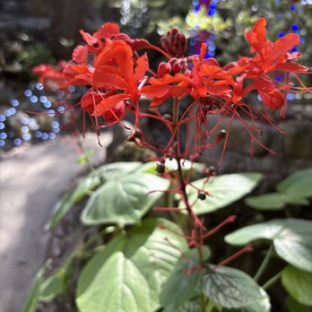 Cedar Lakes Woods and Gardens - Flower and torii - Botanical Gardens Near Me - Williston, Florida